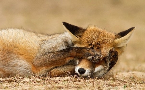 JCkcComtUtM (604x377, 142Kb)