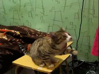 Мы в восторге от котов, потому что… Мы в восторге от котов, потому что…