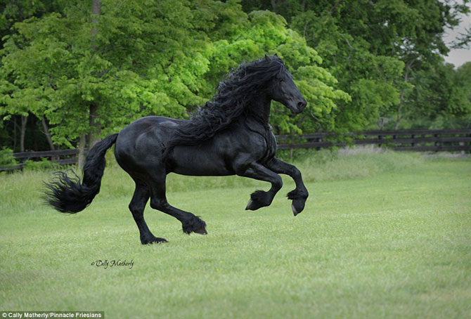 Самая красивая лошадь в мире - чёрный жеребец Фридрих Великий