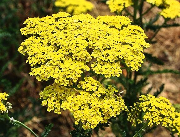   (Achillea filipendulina)