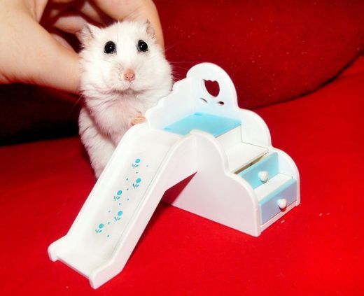 Шок! Хомяк-экстрасенс заряжает позитивом! Шок! Хомяк-экстрасенс заряжает позитивом!