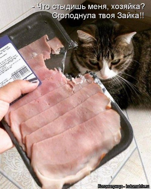 Коллекция лучших котоматриц недели