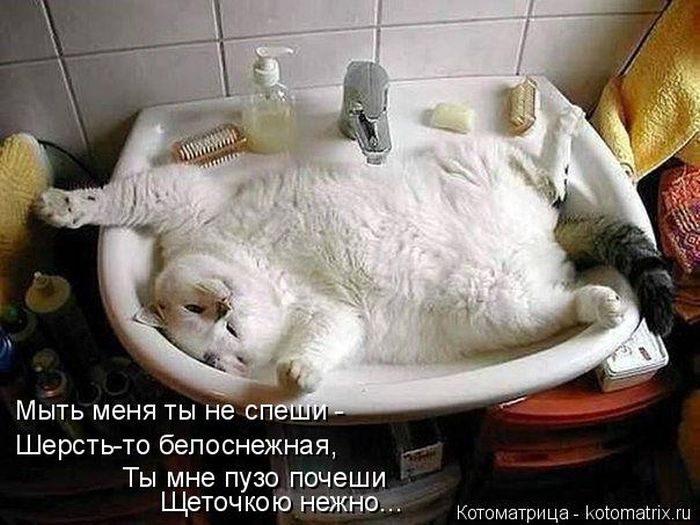 Лучшие котоматрицы прошедшей недели