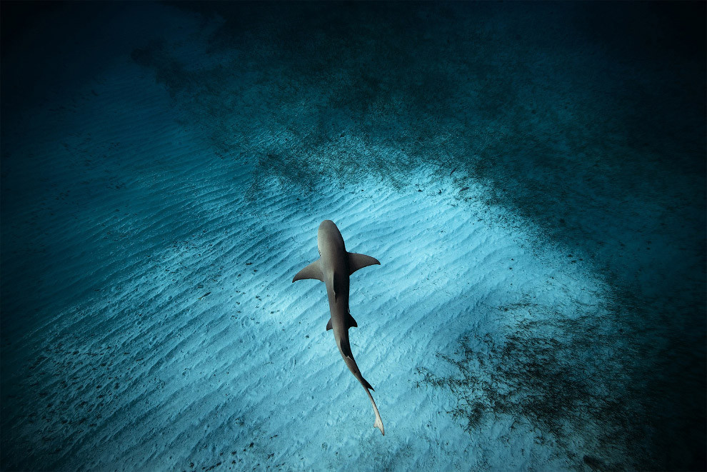  Лимонная акула на Багамах.  national geographic, конкурс, фотография, фотоконкурс