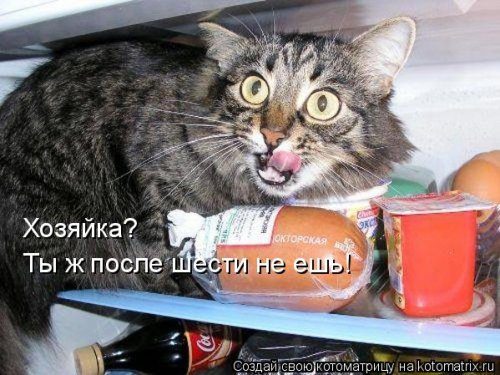 Коллекция лучших котоматриц недели
