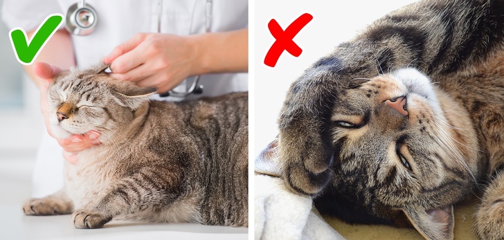 11 признаков плохого самочувствия кошки, на которые обычно не обращают внимания