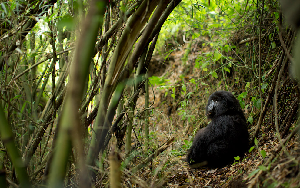 Черные горные гориллы