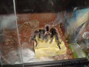 паук,рассказ о пауках,паук фотография,животныежизнь пауков