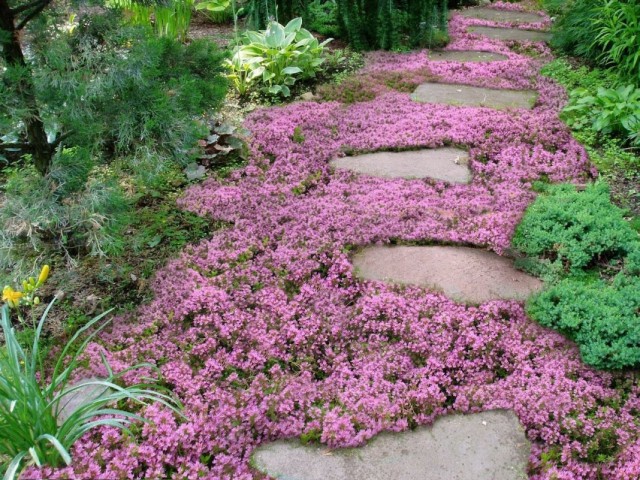 Тимьян ранний (Thymus praecox)