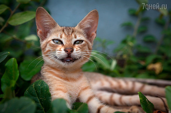 Сердитые коты против весёлых: кто круче? коты, соревнование