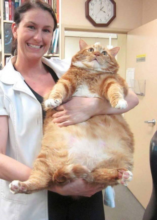 15 больших котов, которые не сомневаются в своей крутости огромные коты, фото