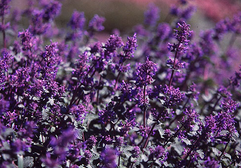 Котовник, кошачья мята (Nepeta) Котовник, кошачья мята (Nepeta)