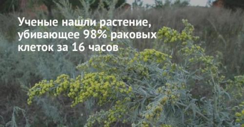 Растение которое от рака лечит.