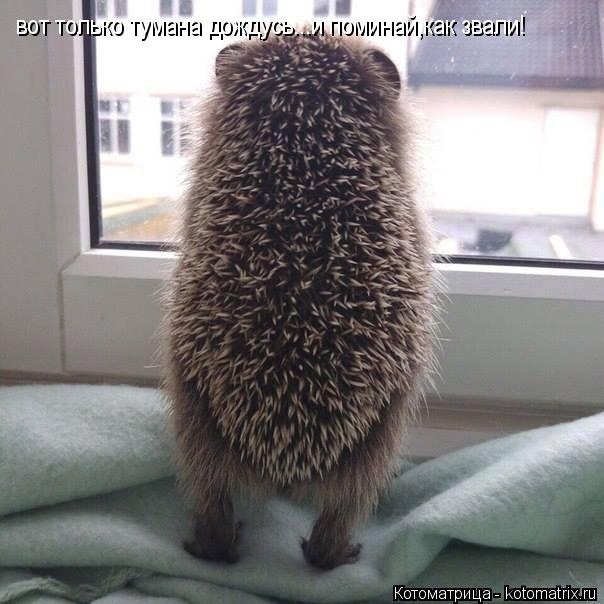 Санитар Васька (котоматрица) 40 фото Санитар Васька (котоматрица) 40 фото
