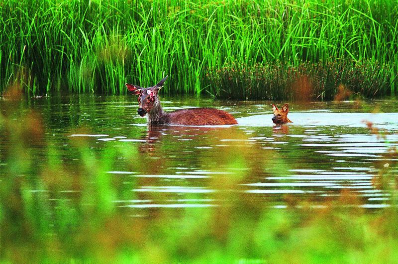 dhole2     Phu Khieo