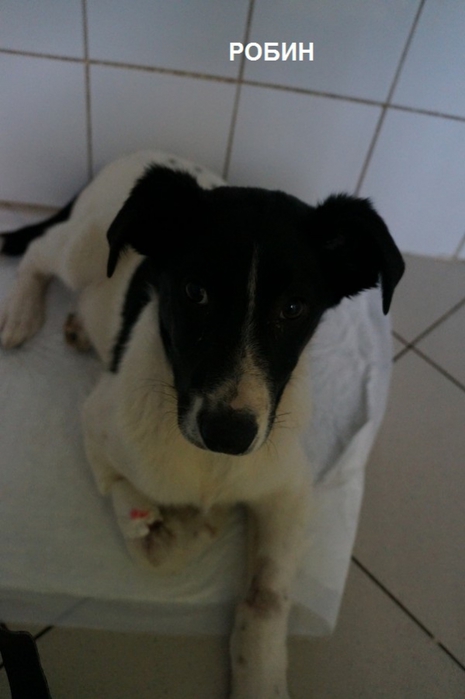 3045391_Robin9_2_ (465x700, 141Kb)