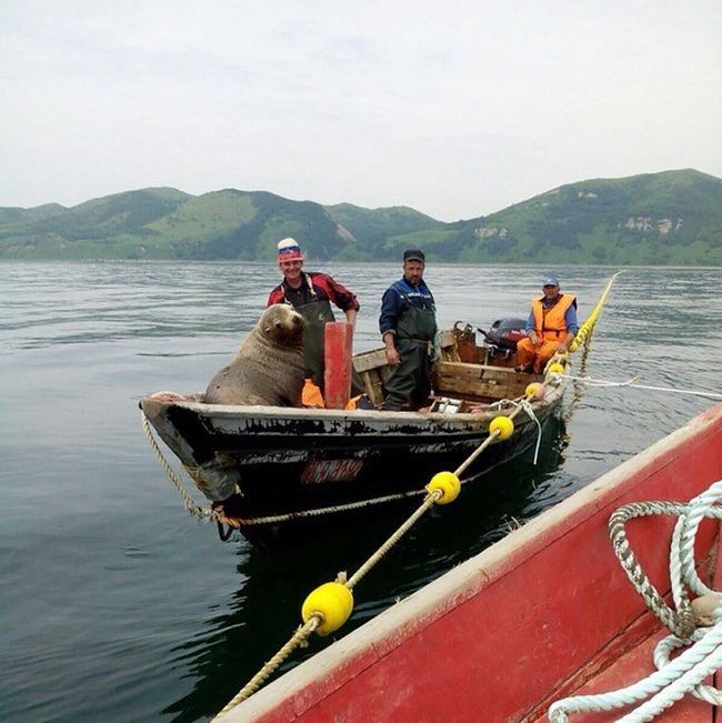 Наглый попутчик Охотское море, морской котик, рыбаки