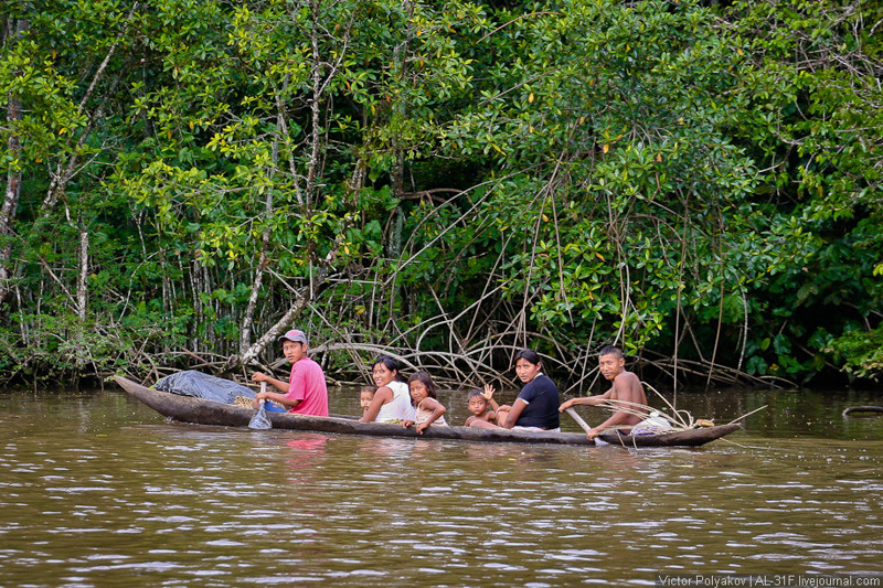 В джунглях дельты реки Ориноко Ориноко, венесуэла, путешествия