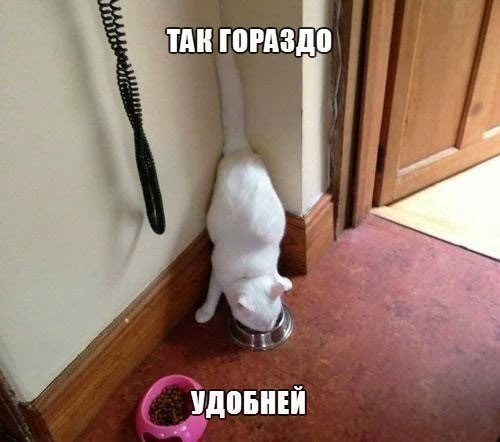 Смешные кошки