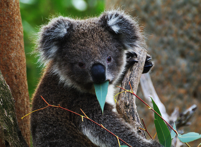 Koala