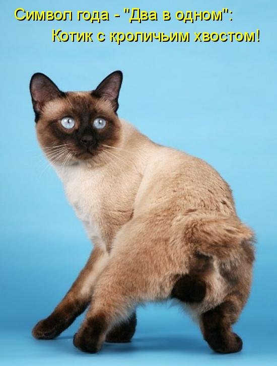 Котоматрица (81 фото)