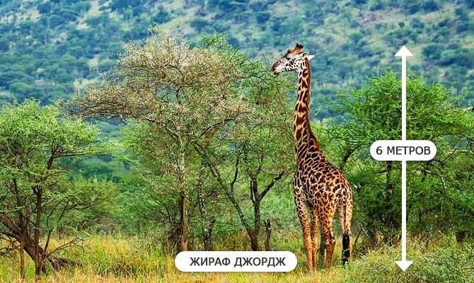 Интересные факты о млекопитающих