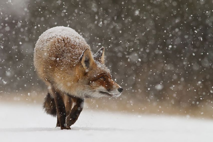 Лисы в дикой природе. Фотографии Roeselien Raimond фото, лисы, природа