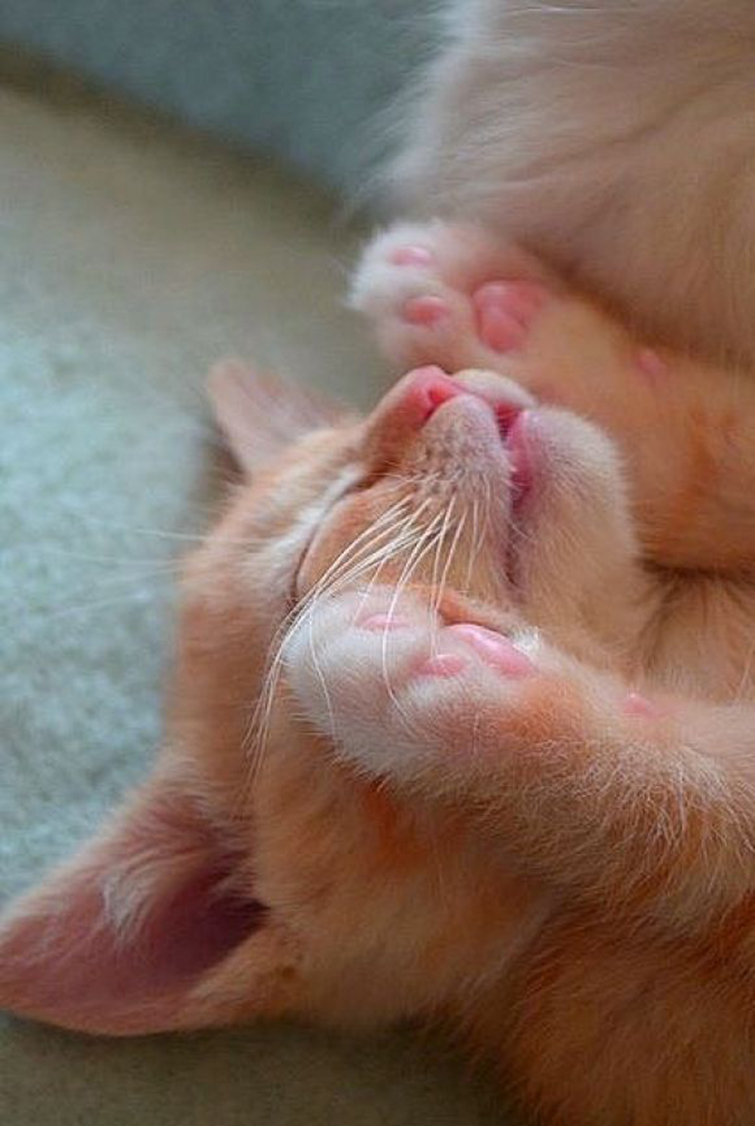 45104f0c8c1cdc373d651c1166774154