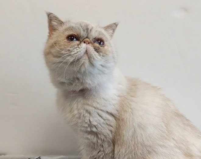 Сидячая кошка Кошка сидит