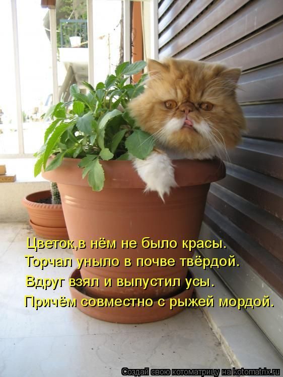 Лучшие котоматрицы недели