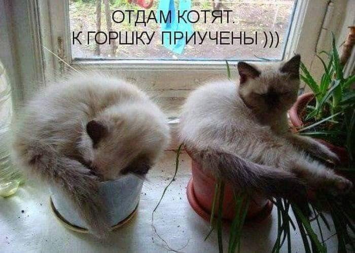 Кошачий фотопост! Кошачий фотопост! коты, юмор