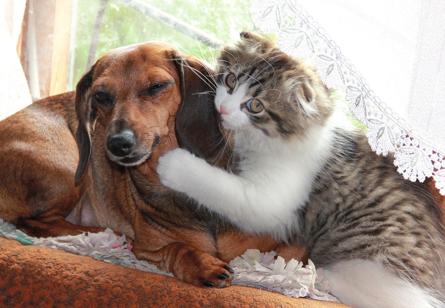 Кошки - самые лучшие друзья собак кошки, собаки