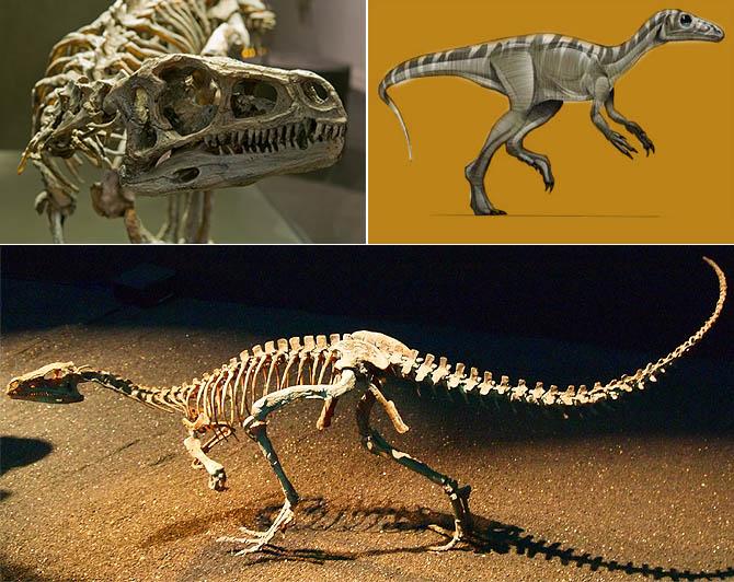 Интересные факты о динозаврах, Eoraptor lunensis Интересные факты о динозаврах, Eoraptor lunensis
