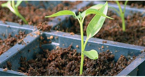 ������� ����������� �����