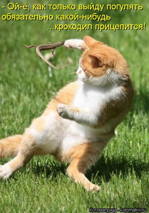 ����������� (49 ����)