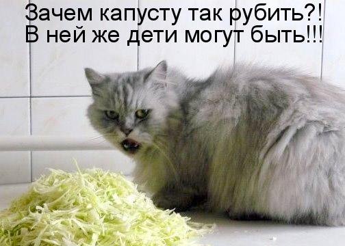 Котоматрица (81 фото)