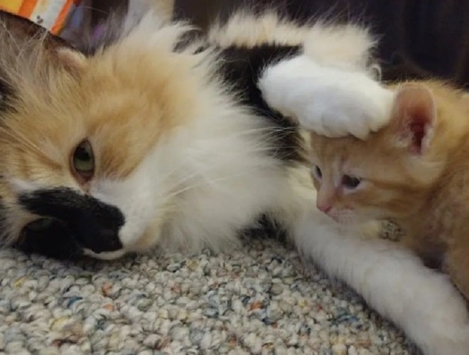 Кошка обняла котенка Кошка и рыжий котенок
