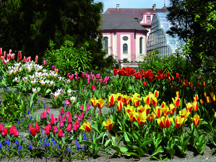 Mainau-im-April-2010_B.Schulz_14052010_1 (700x525, 748Kb)