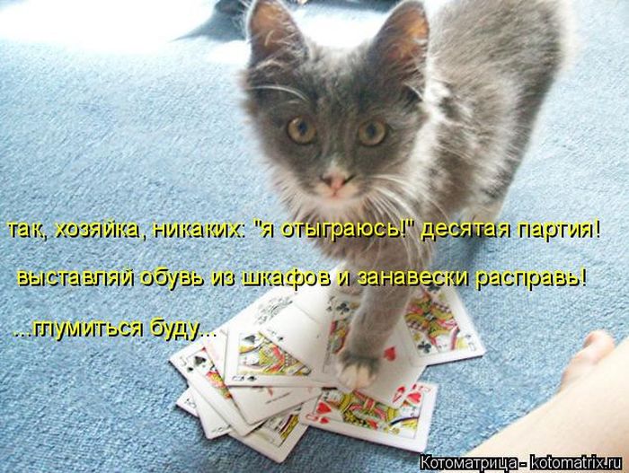 Лучшие котоматрицы недели (49 фото) Забавный котопост