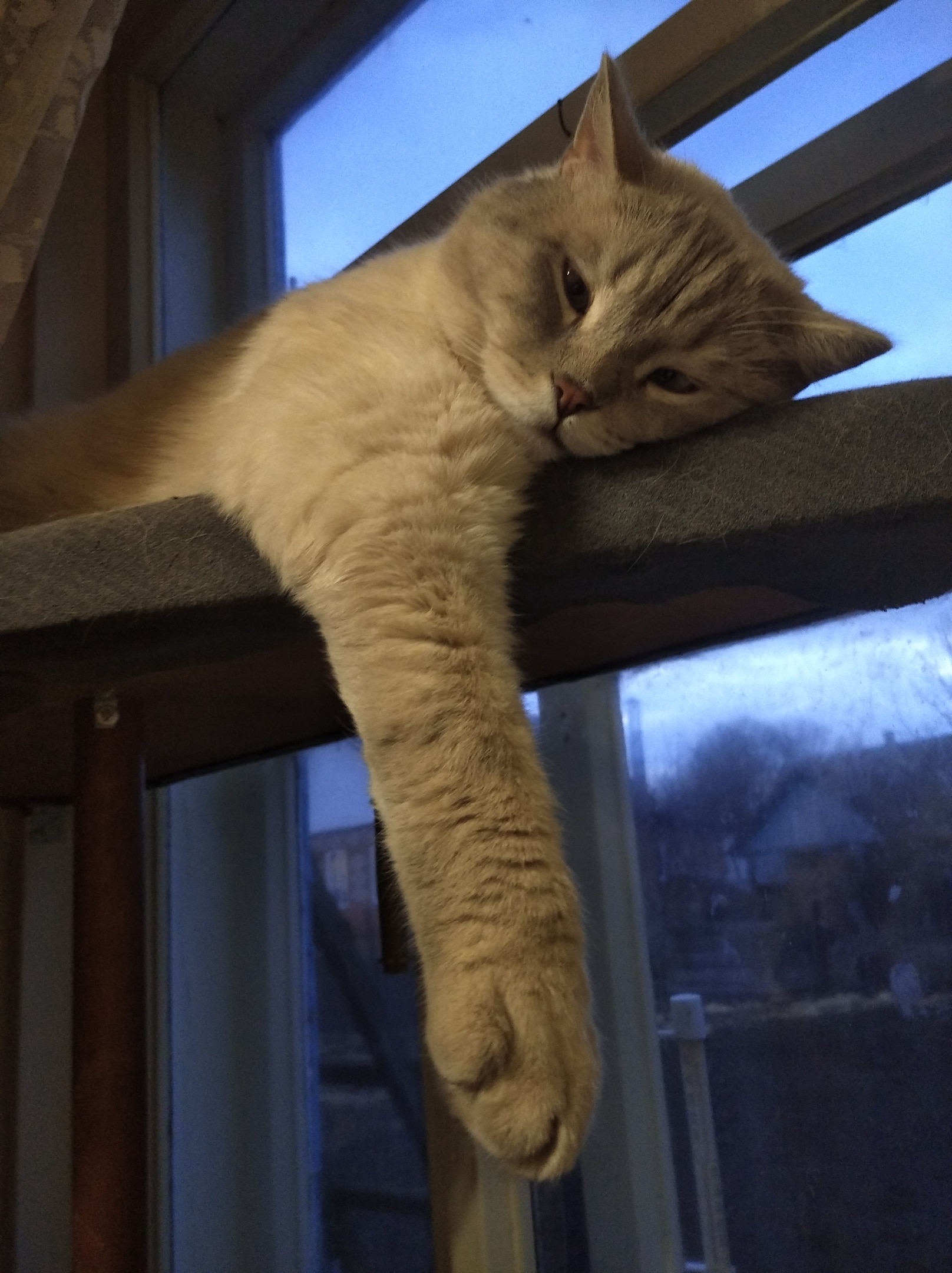 дом для кота кот спит