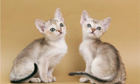 kittens_04a