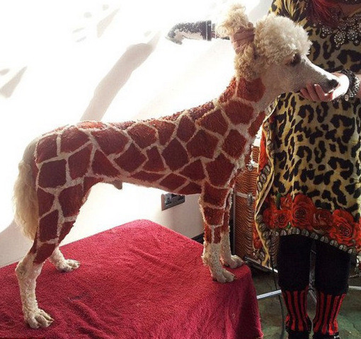 4) Собака-жираф животные, прикол, собака, юмор
