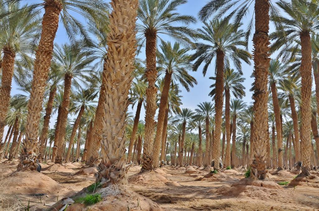 Продукты сельского хозяйства Израиля выращиваются в песке и на минах израиль, мины, овощи, пустыня, фрукты