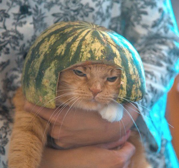 Прикольные животные, которых не плохо кормят животные, коты, прикол, юмор