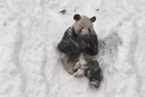 Видео, как панды играют в сн&hellip;