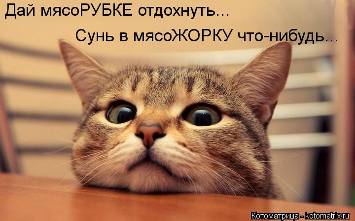 Возможно все (котоматрица)