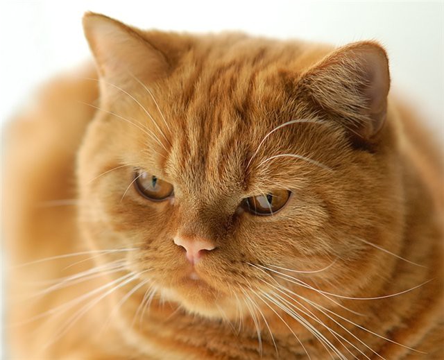 Рыжая кошка в доме — это кусочек солнышка! кошаки, рыжие