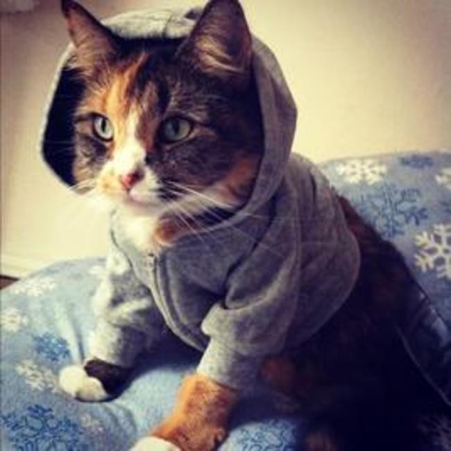 Котик в капюшоне Котик в капюшоне кардиган, кот
