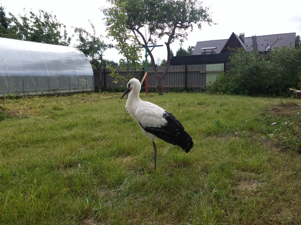 Аист Фёдор Аист, белый аист, дача, птицы, видео, длиннопост