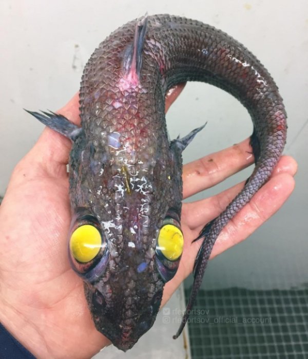 Чудища морских глубин Чудища морских глубин